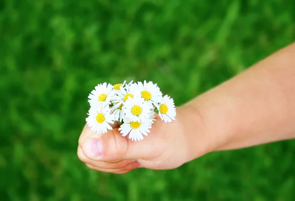 Kind hand met madeliefjes — Stockfoto