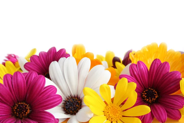 Spring daisy border — Stock Photo, Image