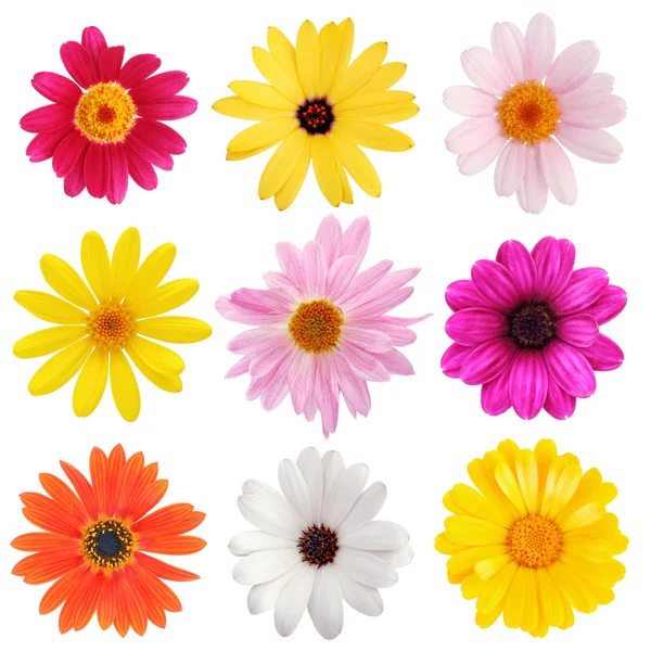 Daisy collection — Stock Photo, Image