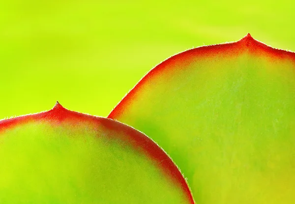 Primer plano de las hojas suculentas, retroiluminadas . — Foto de Stock