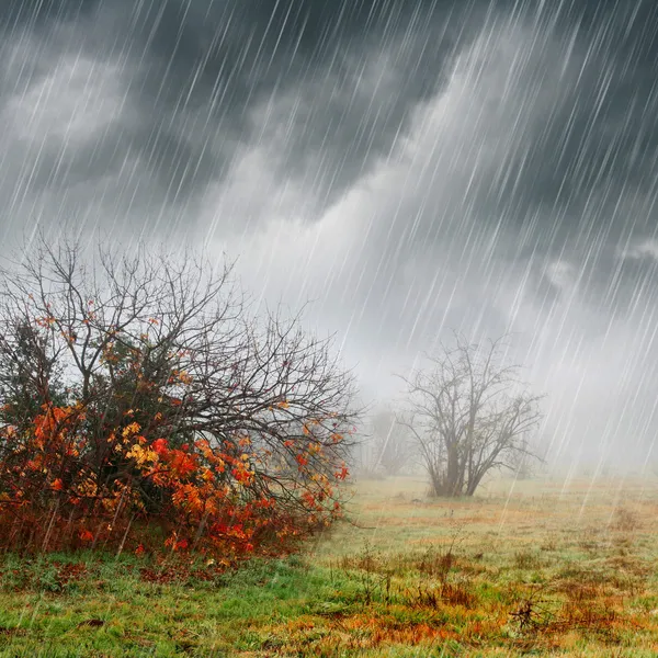 Herfst landschap in regen en mist — Stockfoto