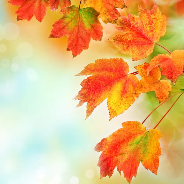 Farbenfroher Herbst hinterlässt Spuren. Oberflächlicher Fokus. — Stockfoto