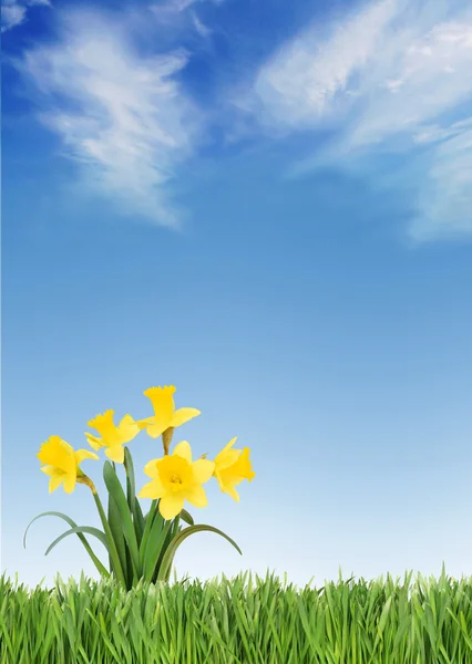 Spring daffodils — Stock Photo, Image