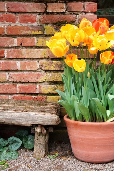 Tulipanes y pared vieja —  Fotos de Stock