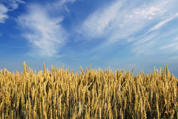 Wheat field — Stock Photo, Image