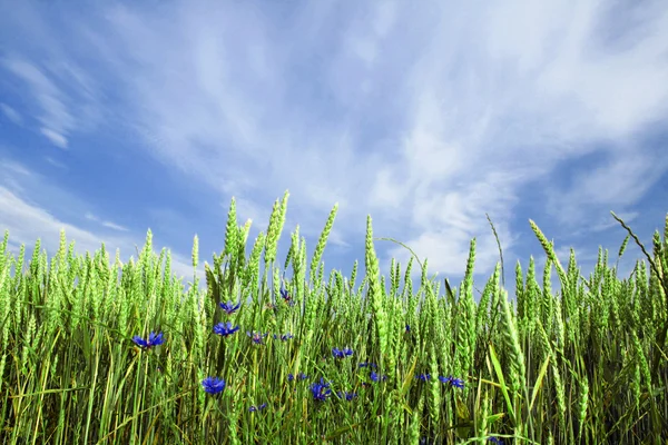 Campo de trigo de verão — Fotografia de Stock