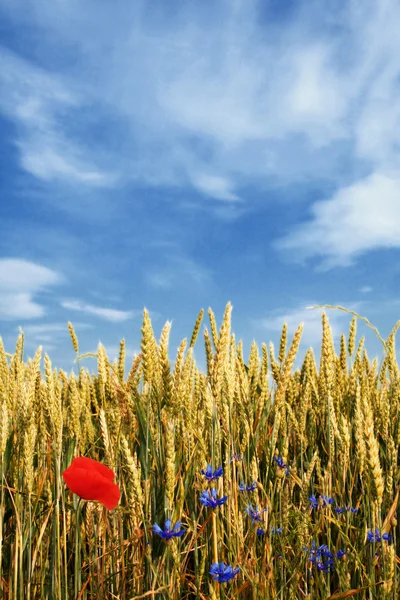 Wheat field with flowers — Stock Photo, Image