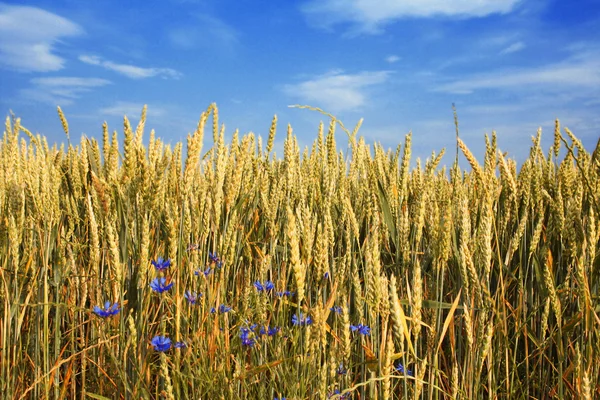 Zomer tarweveld — Stockfoto