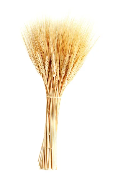 Wheat — Stock Photo, Image