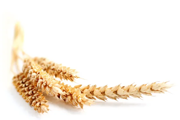 Wheat border — Stock Photo, Image