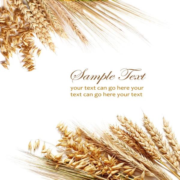 Wheat frame — Stock Photo, Image
