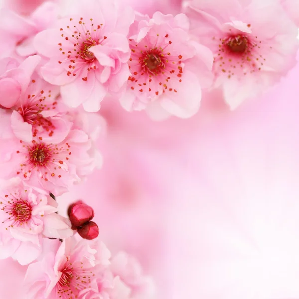Soft spring cherry flowers background — Stock Photo, Image
