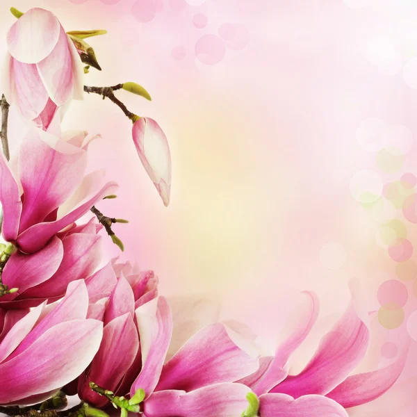 Spring magnolia flowers border — Stock Photo, Image