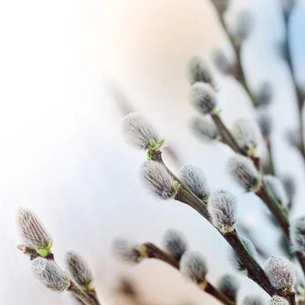 Pussy willow flowers in spring — Stock Photo, Image