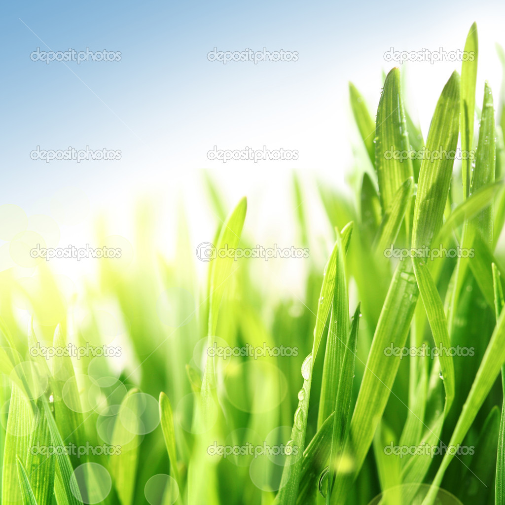 Fresh spring summer grass in sunshine under blue sky