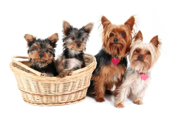 Yorkshire terrier famiglia — Foto Stock