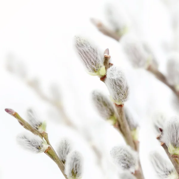 Vagina segar bunga willow di musim semi — Stok Foto