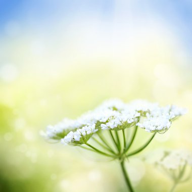 Bahar zemin üzerine beyaz yabani Havuç çiçek