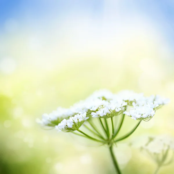 Flor de zanahoria salvaje blanca sobre fondo de primavera — Foto de Stock
