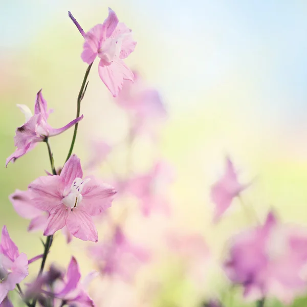 夏ラークスパーの花 — ストック写真
