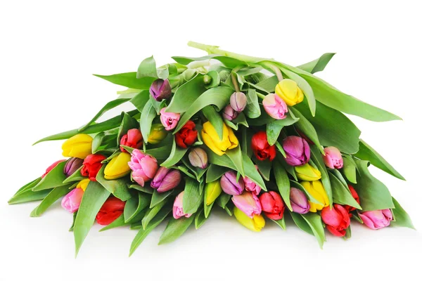 Spring tulip flowers — Stock Photo, Image