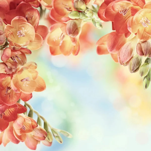 Lentebloemen fresia's op de achtergrond bokeh — Stockfoto