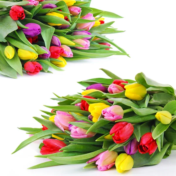 Spring tulip flowers — Stock Photo, Image