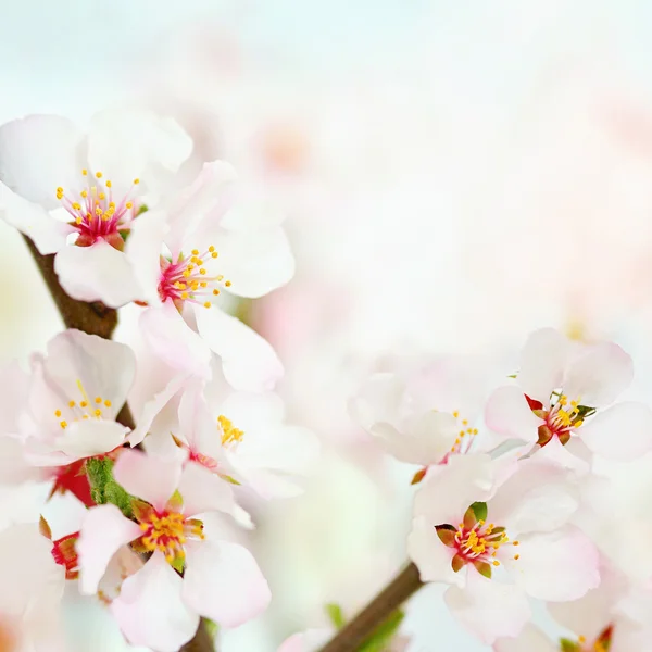 Primavera suave flores fundo — Fotografia de Stock