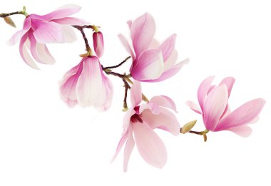 Pink spring magnolia flowers branch clipart