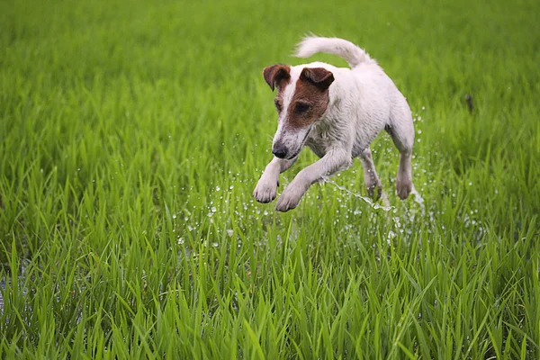köpek içinde hareket