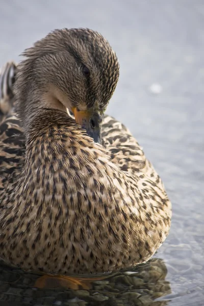 Ördek iş başında