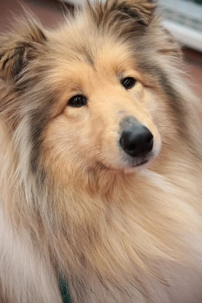 köpek kömür ocağı