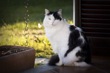 kedi içinde dinlenmek