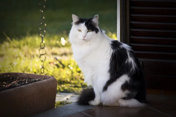 kedi içinde dinlenmek