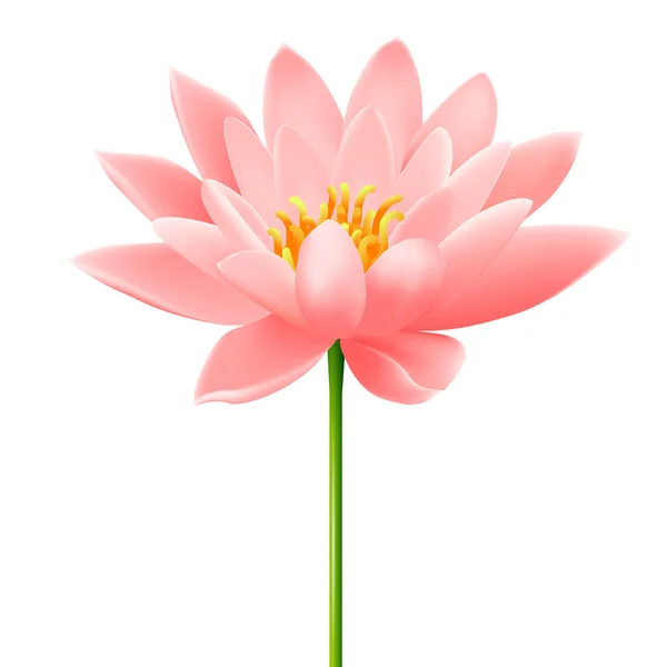 Lotus flower — Stock Vector