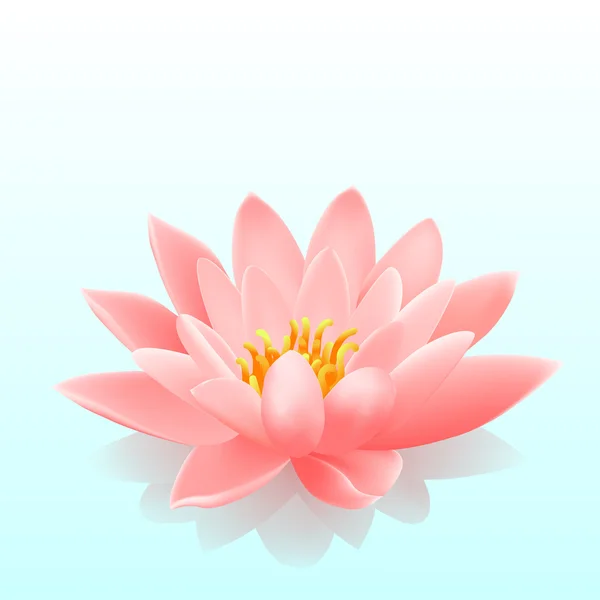 Waterlily — Stockfoto