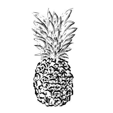 pibapple kroki, vektör çizim