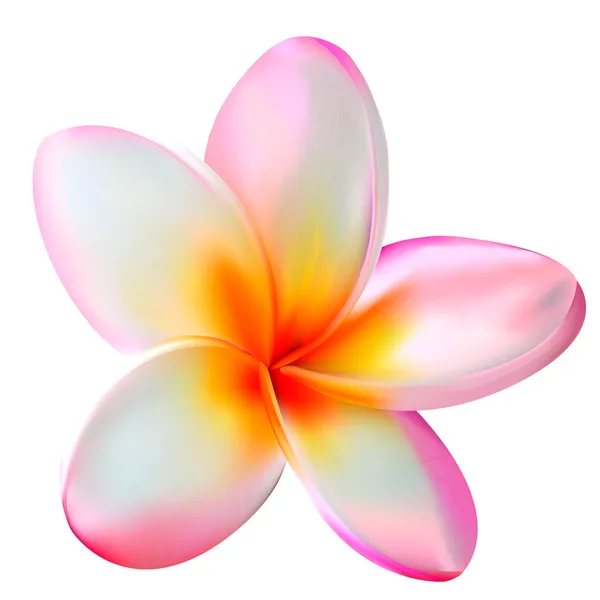 Flor de plumeria rosa. Ilustración vectorial — Vector de stock