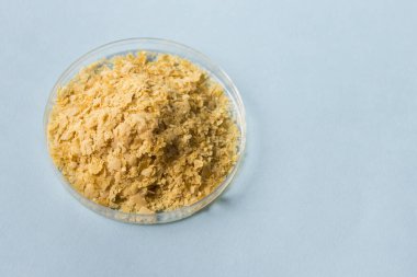 Nutritional yeast in Petri dish on blue background. Image with copy blank space.