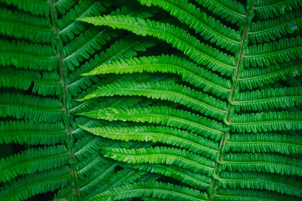 Gros Plan Grandes Feuilles Fougères Forestières Mouillées Pluie — Photo