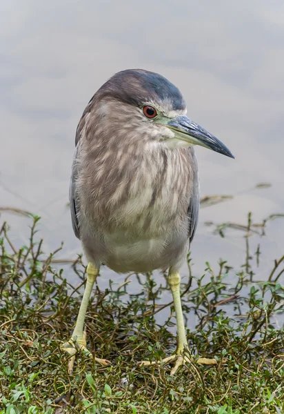 Striated heron — Stock Photo, Image