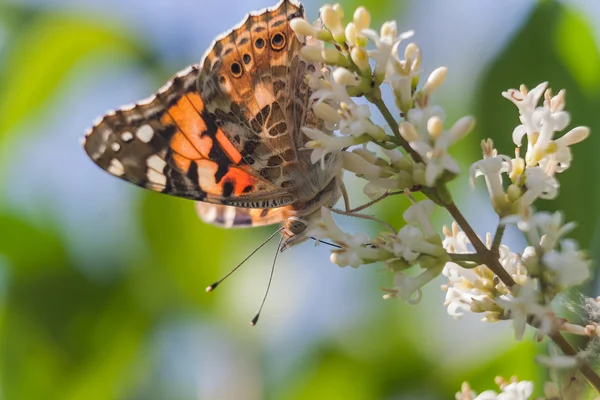 Papillon dans le jardin — Photo