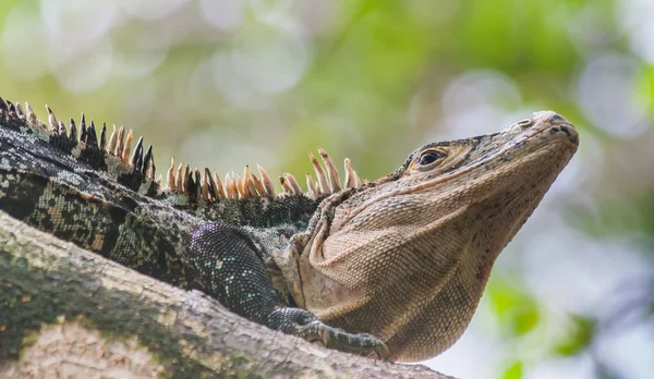 Deniz iguanası — Stok fotoğraf