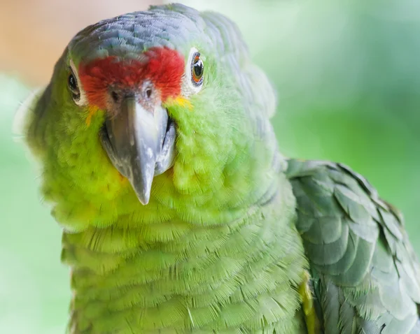 Groene papegaai — Stockfoto