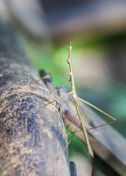 Insecto palo — Foto de Stock