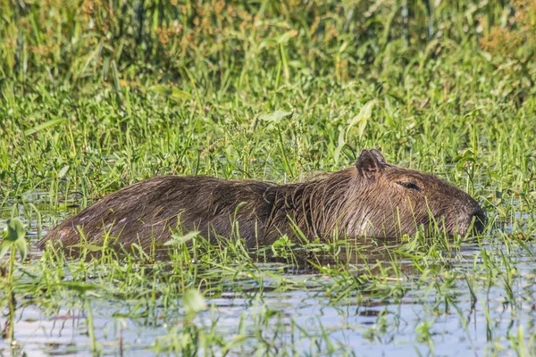Capybara dans le marais — Photo