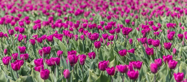 Paarse tulpen veld — Stockfoto