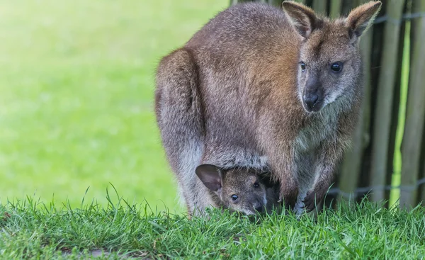 Çocuk ile anne kanguru — Stok fotoğraf