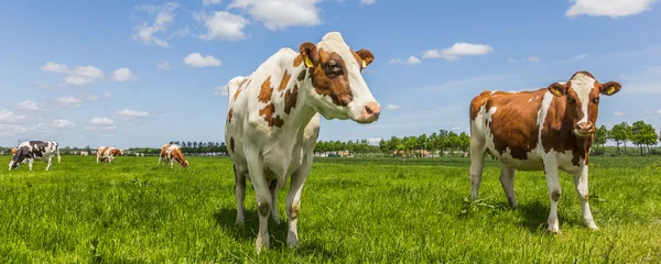 Panorama of cows in a meadow — Stock Photo, Image