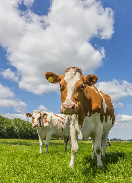 Brązowy i biały krowy w zielonej trawie — Zdjęcie stockowe